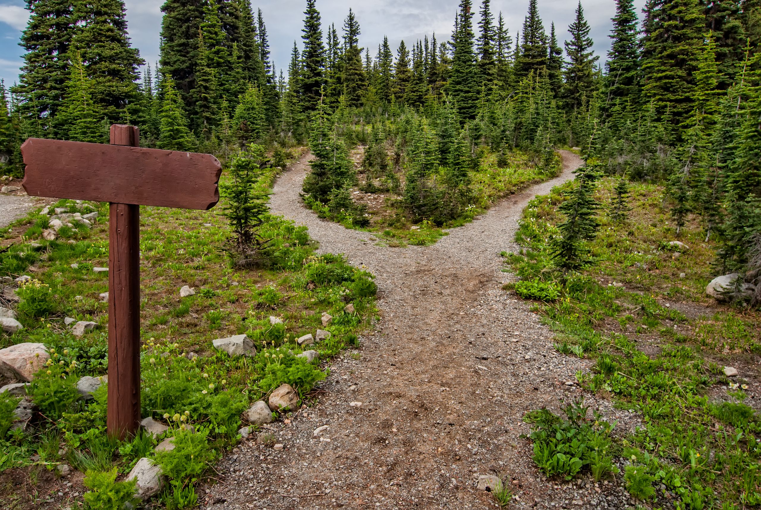 Explore a forked trail in Manning Park, BC amidst lush greenery and conifer trees. Perfect for nature walk - depicting a choice between short and long-term therapy